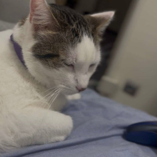 Ce que personne ne vous explique sur le comportement des chiens et des chats...