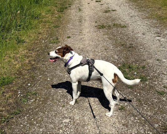 Stress, sécurité et bien-être... les clés d’un animal apaisé ?