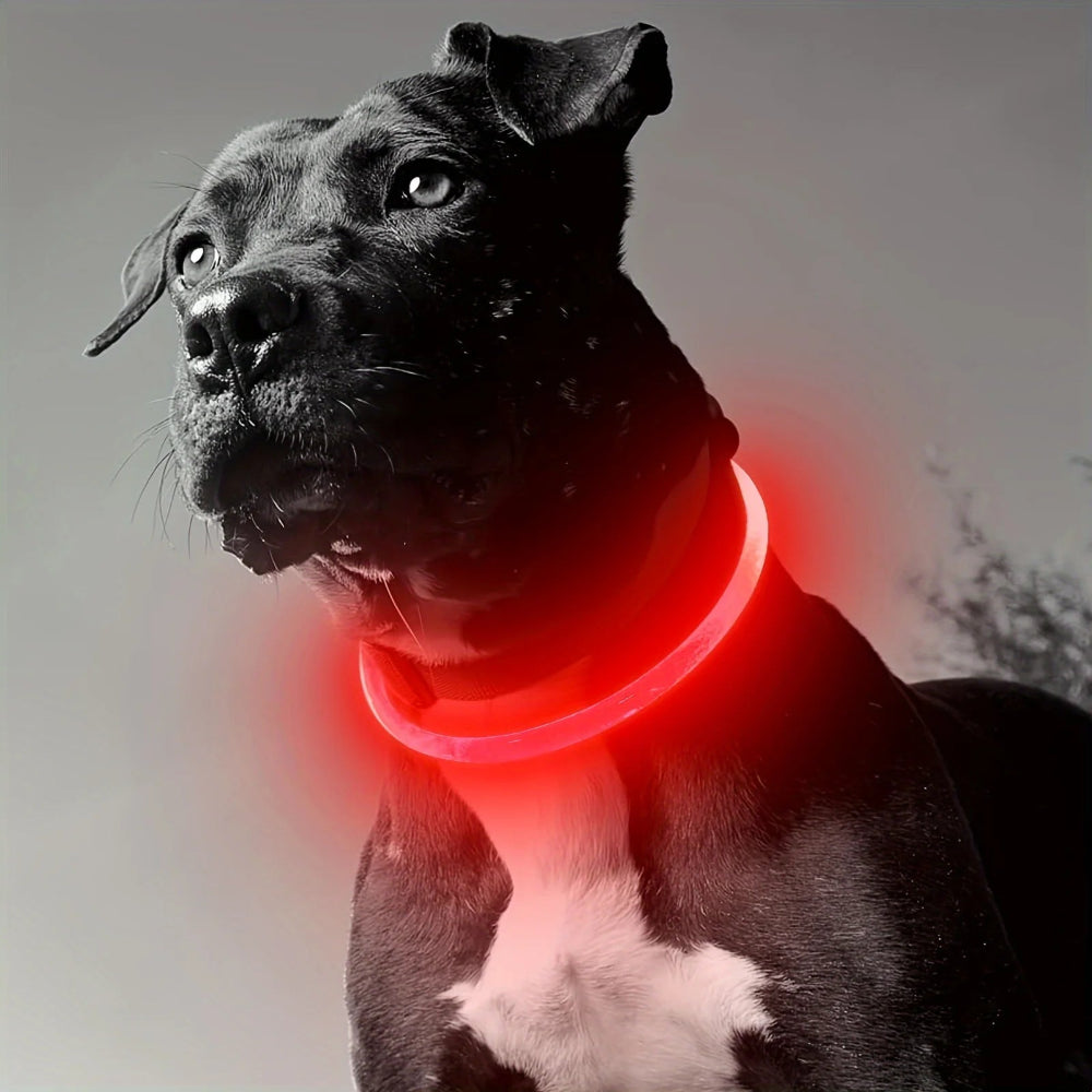 Collier LED chien anti-perte – Livraison gratuite et retour offert | Calmozon