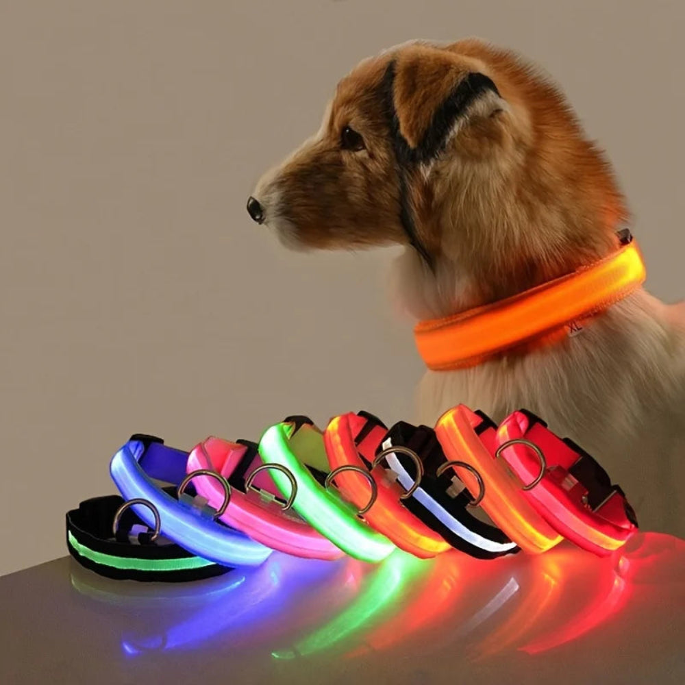 Collier LED chien rechargeable – Livraison gratuite et retour offert | Calmozon