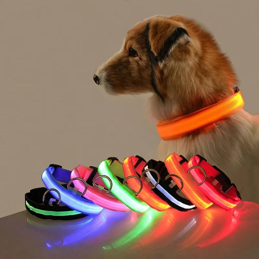 Collier LED chien rechargeable – Livraison gratuite et retour offert | Calmozon