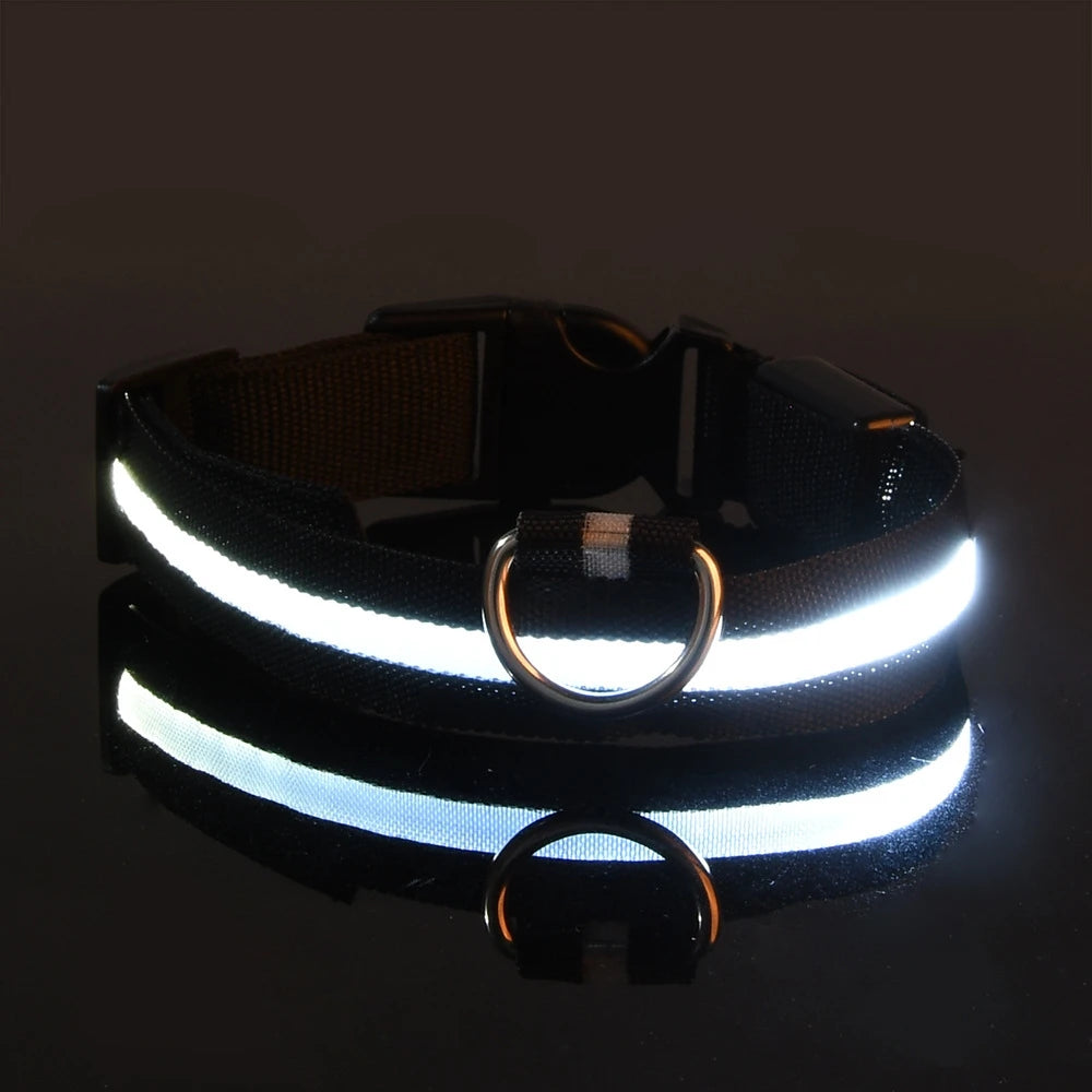 Collier LED chien rechargeable – Livraison gratuite et retour offert | Calmozon