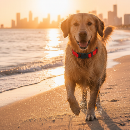 Collier ajustable en nylon pour chien et chat - livraison gratuite et retour offert – Calmozon