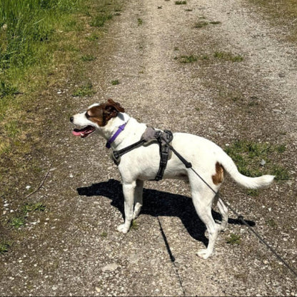 Collier calmant chien & chat – Livraison gratuite et retour offert | Calmozon