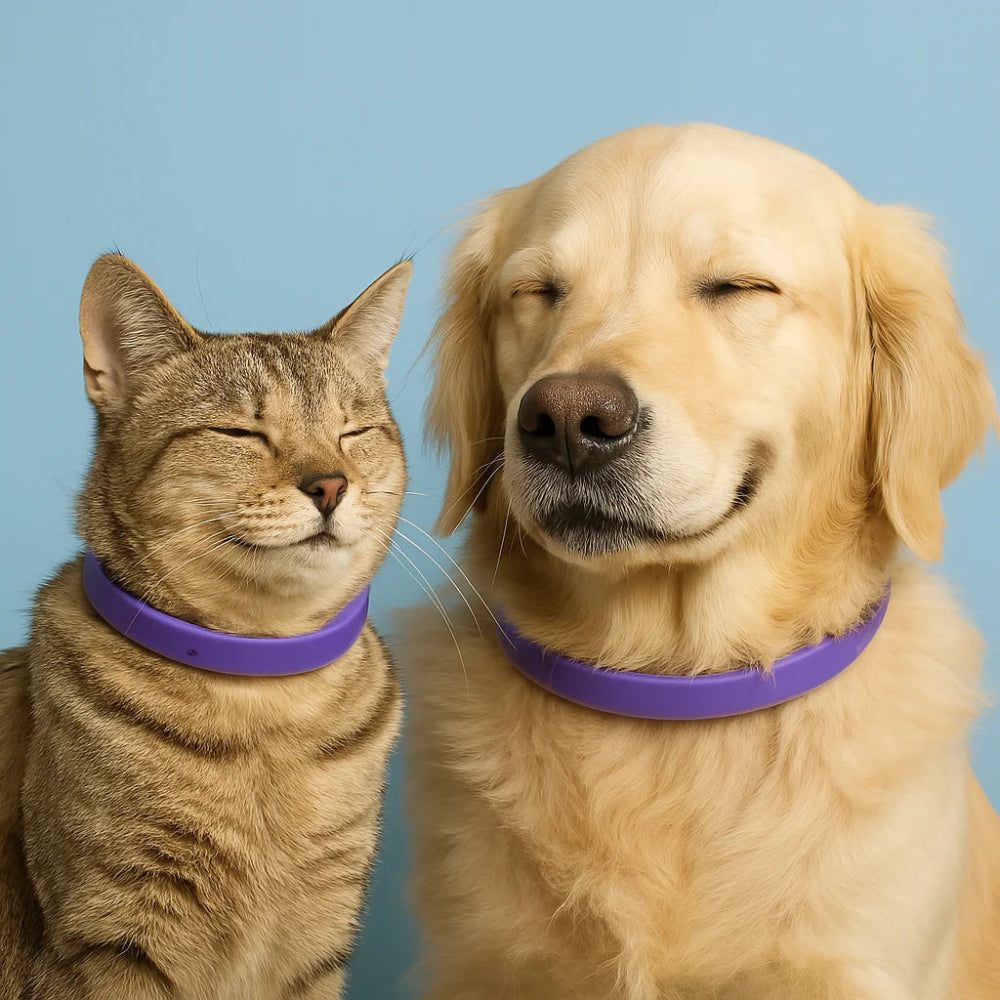 Calmozon, le collier aux phéromones, naturel, calmant et déstressant pour les chiens et les chat