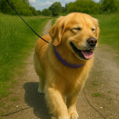 Calmozon, le collier aux phéromones, naturel, calmant et déstressant pour les chiens et les chat