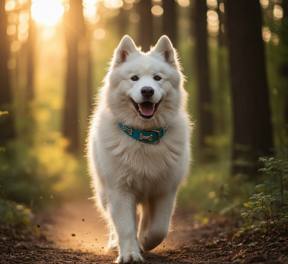 Collier cuir motif os pour chien – Livraison gratuite et retour offert | Calmozon