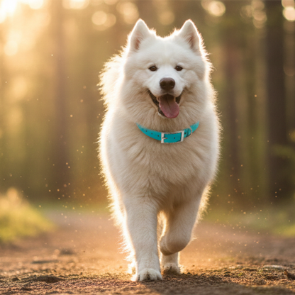 Collier imperméable chien – Livraison gratuite et retour offert | Calmozon