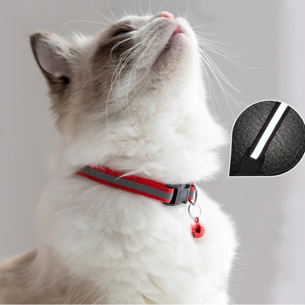Collier réfléchissant chat chien – Livraison gratuite et retour offert | Calmozon