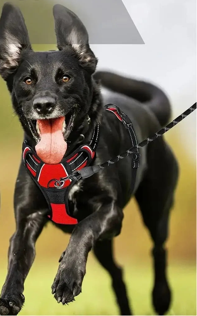 Harnais réglable chien – Livraison gratuite et retour offert | Calmozon