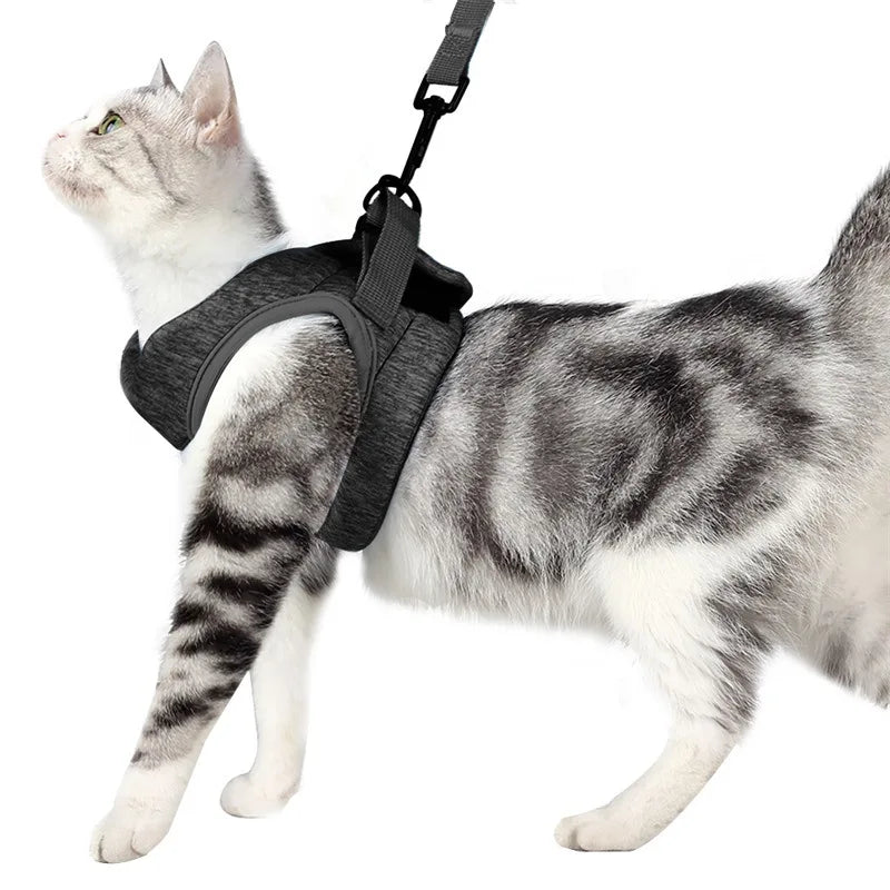 Laisse et harnais doux et confortable pour chat - livraison gratuite et retour offert – Calmozon
