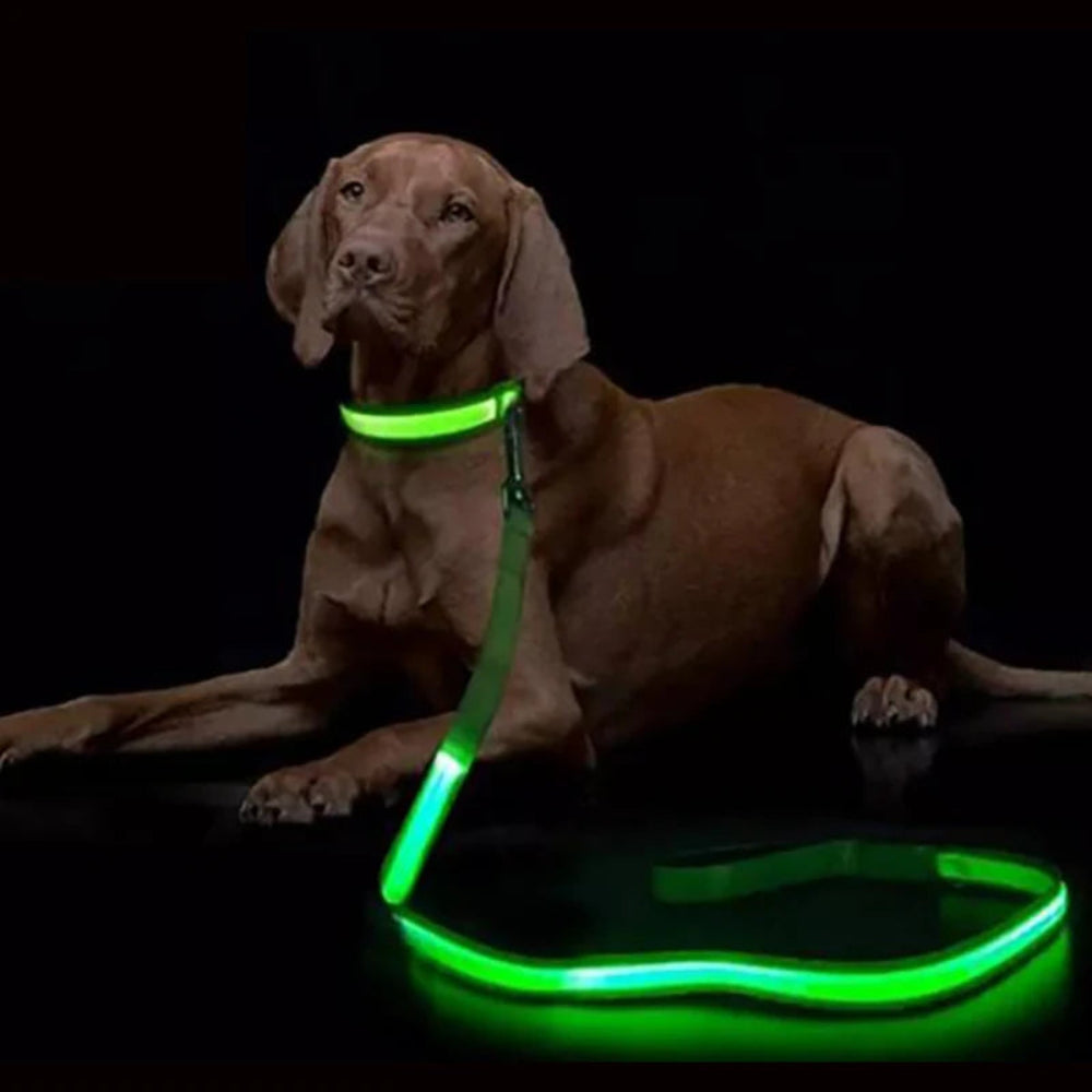 Laisse lumineuse pour chien et chat, recharge USB– Livraison gratuite et retour offert| Calmozon