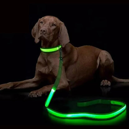 Laisse lumineuse pour chien et chat, recharge USB– Livraison gratuite et retour offert| Calmozon
